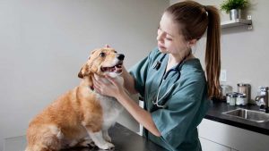 Vacunas para perros: ¿Cuáles deben recibir y cada cuánto tiempo?