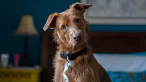 ¿Por qué no debemos rociar a los perros con perfumes para humanos?