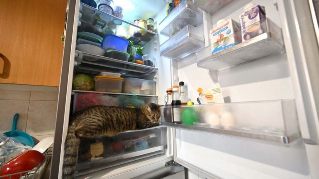 Cómo Afecta El Calor En Las Mascotas