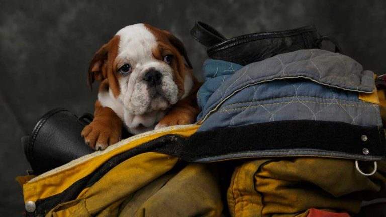 ¿Cómo proteger a tu mascota ante un incendio?