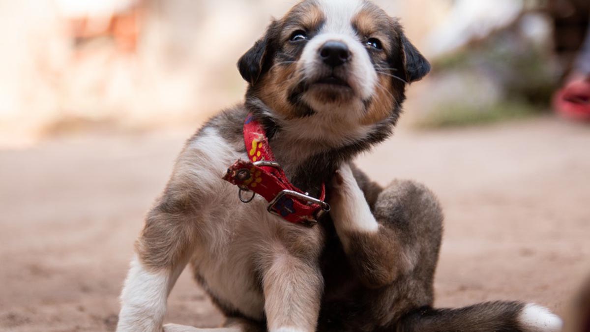 Cómo combatir las pulgas y garrapatas según el pelaje del perro