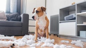 Consejos para bajar la ansiedad por separación del perro en vacaciones