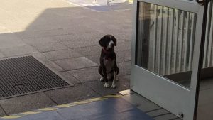 ¡La buena noticia del día!: Perro perdido en local de votación ya está con su familia