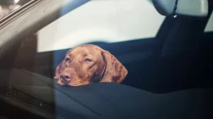 Ola de calor en Santiago: Cómo evitar que las altas temperaturas afecten a tu mascota