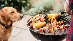 Cómo evitar las intoxicaciones de las mascotas en Fiestas Patrias: Estos son los alimentos que no deben comer perros y gatas