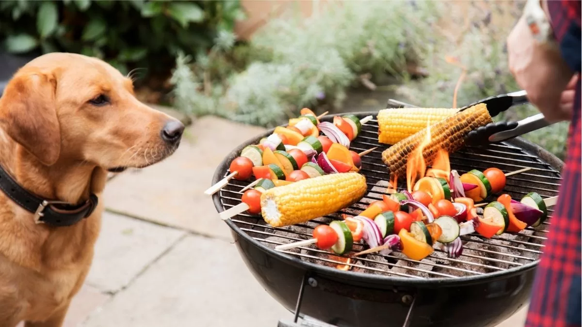 Cómo evitar las intoxicaciones de las mascotas en Fiestas Patrias: Estos son los alimentos que no deben comer perros y gatas