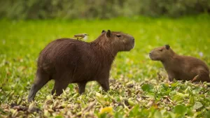 CONCURSO: ¡Conoce a los primeros Capibaras en Chile! FMDOS te regala entradas al BuinZoo