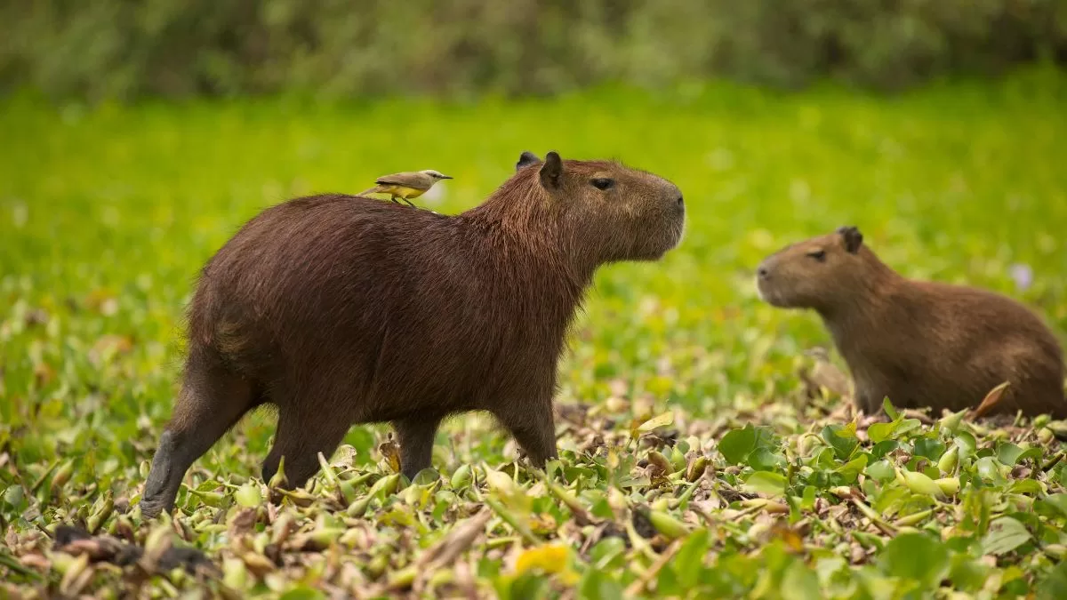 CONCURSO: ¡Conoce a los primeros Capibaras en Chile! FMDOS te regala entradas al BuinZoo