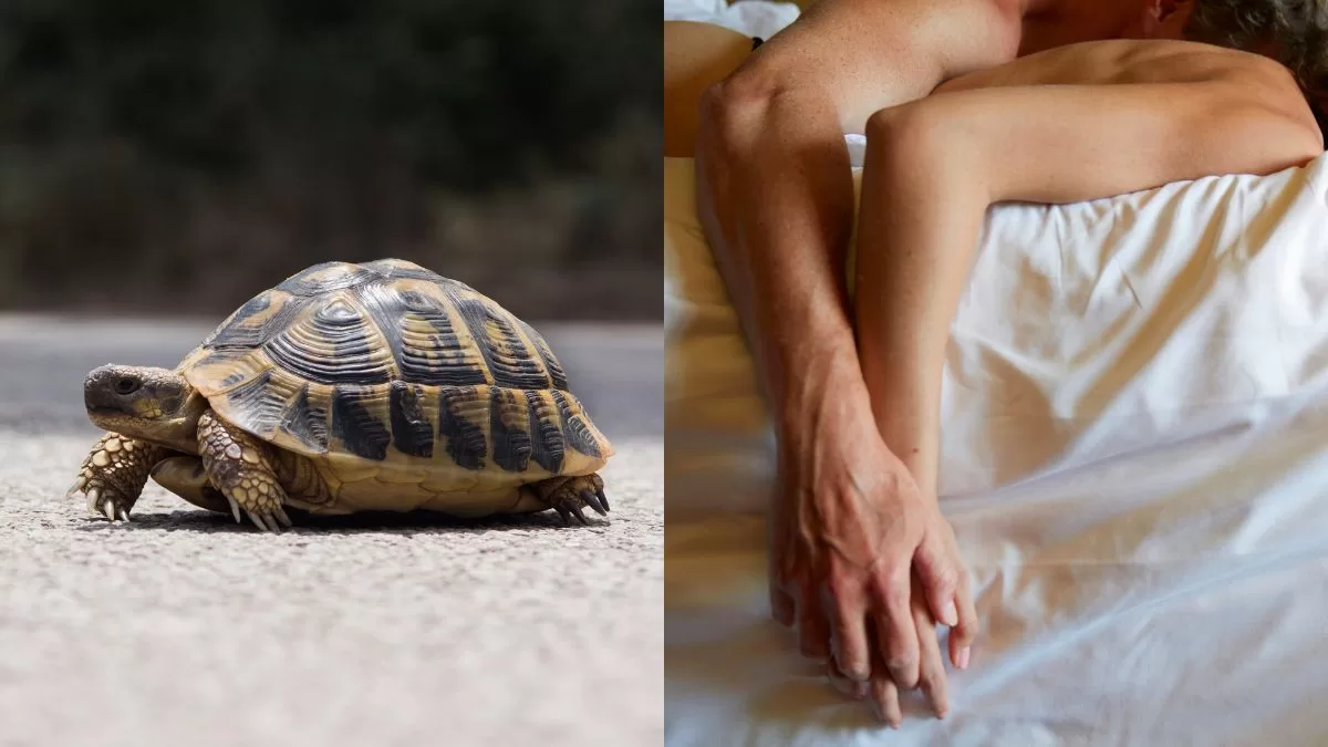 La tortuga coja: la desafiante postura sexual que pocas chilenas se han atrevido a probar pero que genera mucho placer