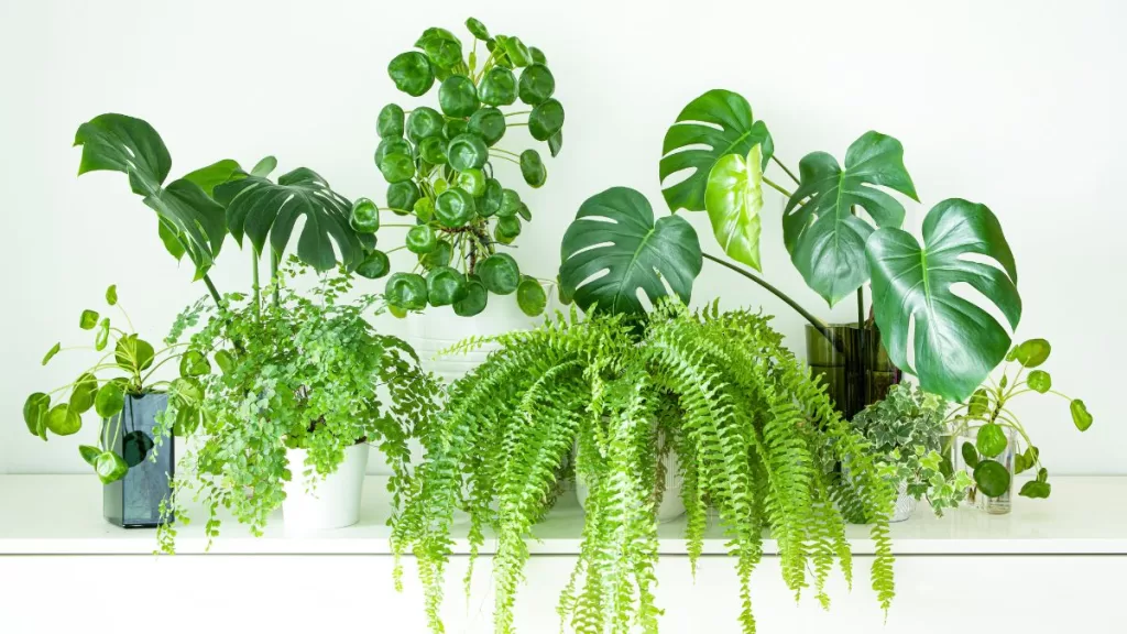 Planta De Interior