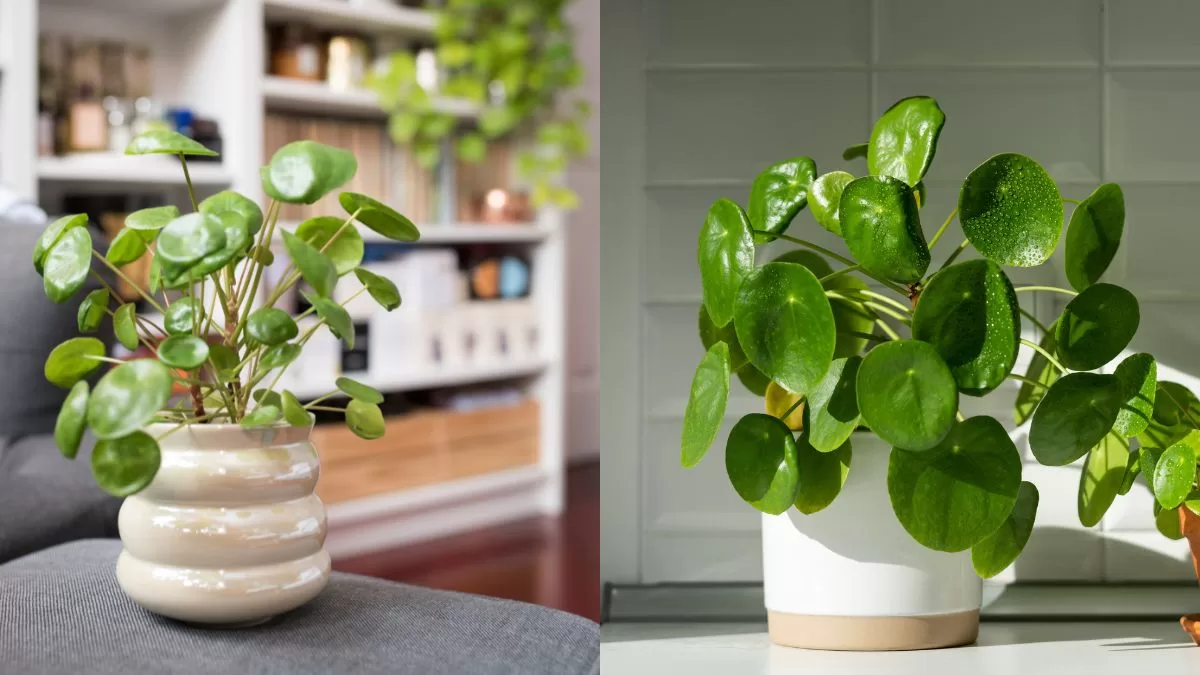 Planta De Interior (2)