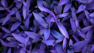 Plantas De Interior