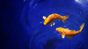 Horóscopo Piscis: Características, personalidad y predicciones para este 2025