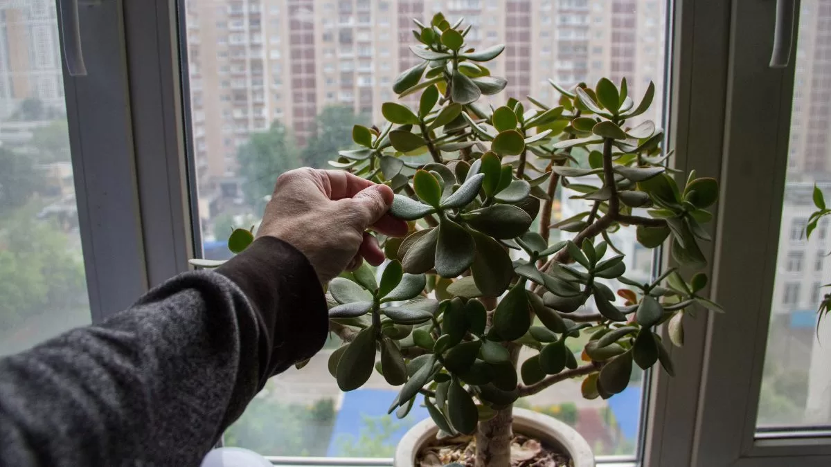 Qué significa que a mi árbol de jade se le caigan las hojas: esto dicen los expertos en plantas