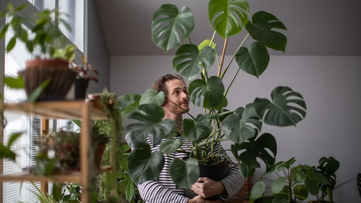 Monstera Planta (2)