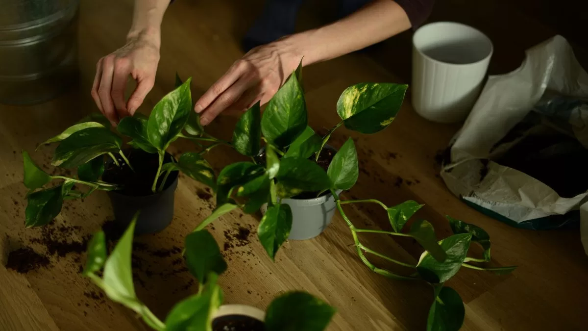 Plantas Mala Suerte (5)