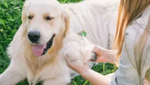 ¿Tu Master Dog está botando más pelo? Te explicamos por qué y cómo manejarlo
