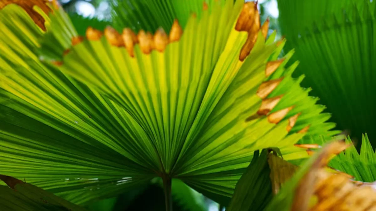 Esto es lo que debes hacer si las puntas de las hojas de tus plantas de interior se ponen marrones