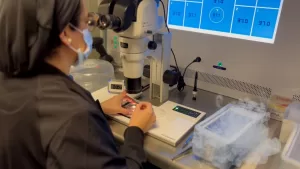 Reserva ovárica: conoce tu fertilidad y actúa a tiempo