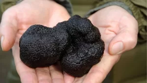 Este es el alimento de lujo que se exporta a Europa y Asia: Es el denominado 'oro negro' y se cultiva en el sur de Chile