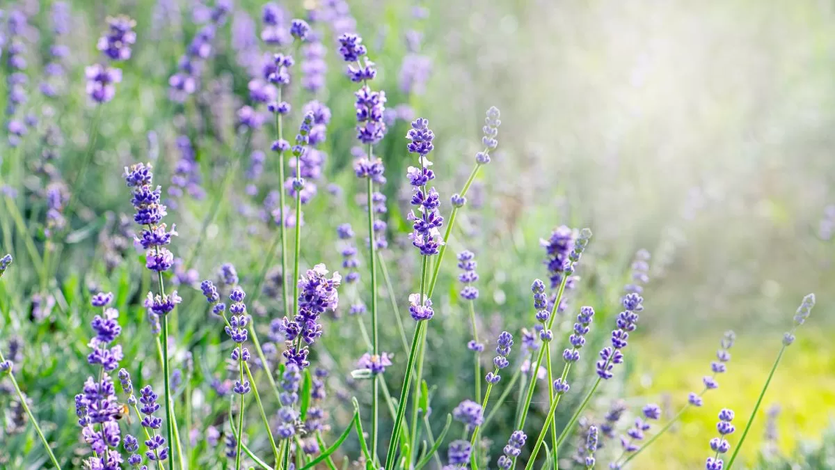 Plantas Para Las Malas Energías (4)