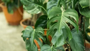 Planta Monstera deliciosa: dónde ponerla y cómo mantener sus hojas verdes todos los días del año en Chile