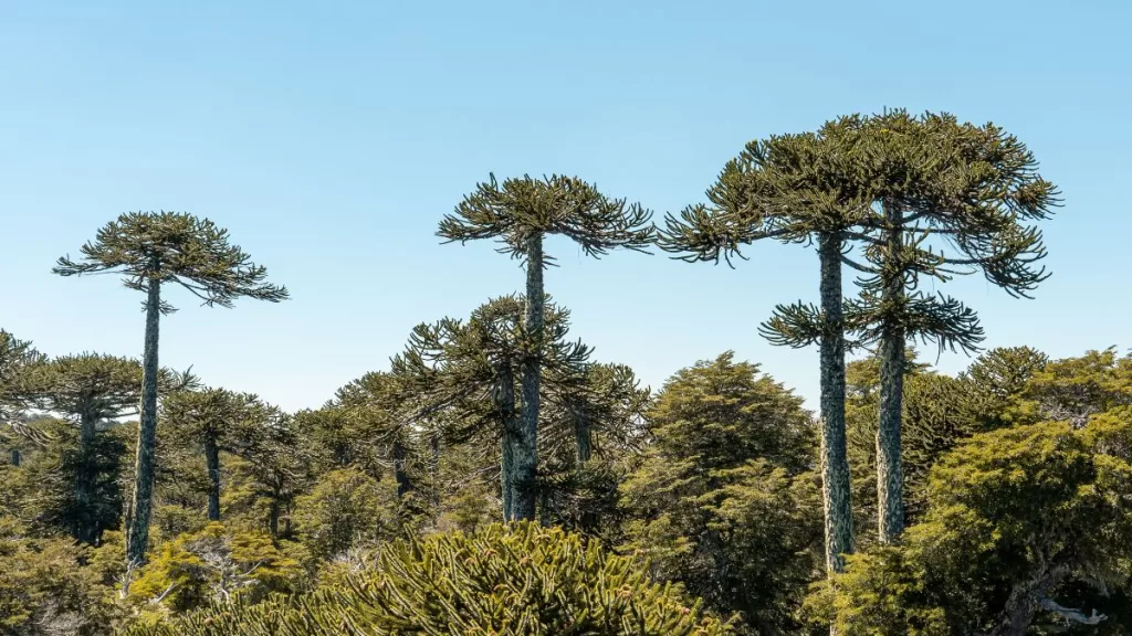 Parque Nacional Nahuelbuta
