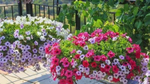 La planta colorida perfecta para tu departamento en Chile: es la reina de los balcones