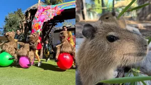 Buin Zoo