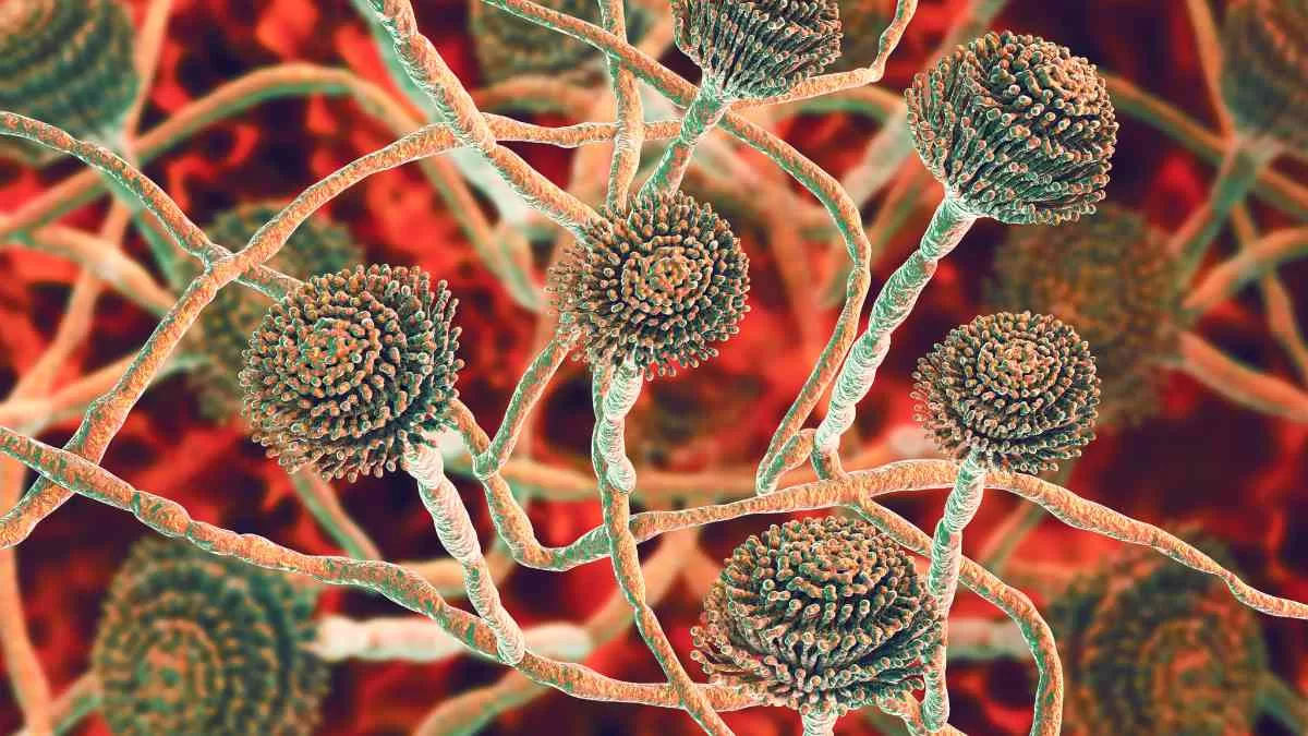 Hongo Aspergillus