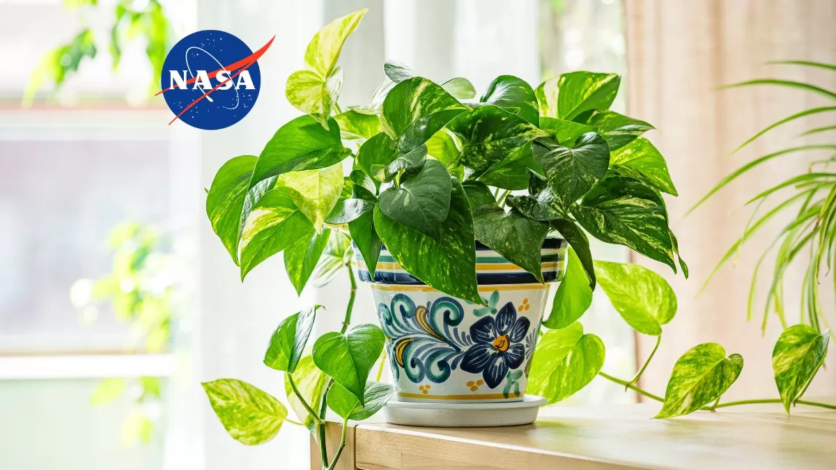 Esta es la planta de interior que purifica más del 70% de las sustancias cancerígenas de tu hogar, según la NASA