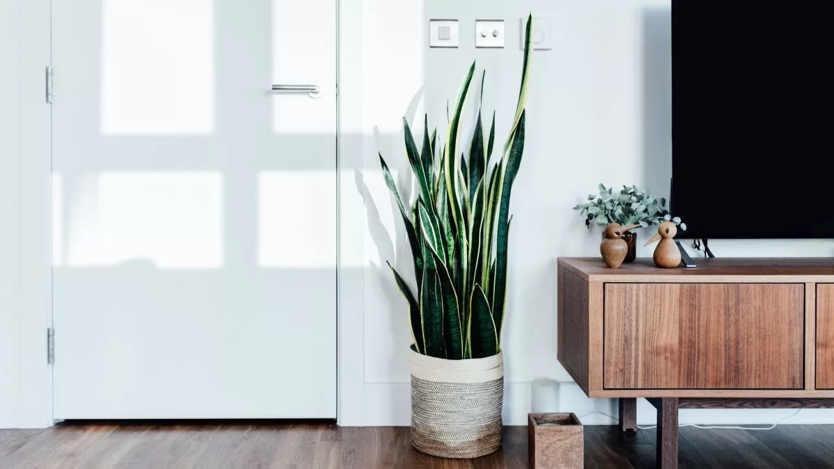 Plantas De Interior (1)